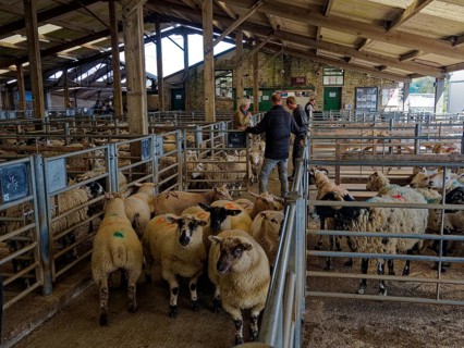 People watching sheep in a rural livestock market with wooden stables and metal fences, auction of
