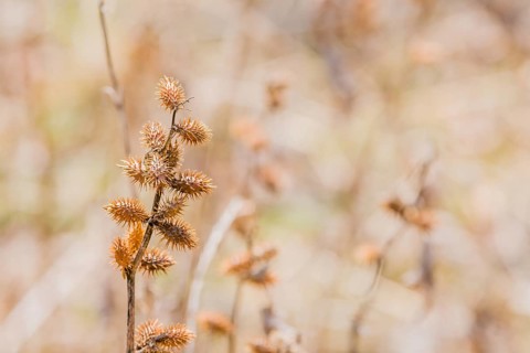 Closeup of stem of ripe xanthium or common cocklebur fruit with soft blurred background, South