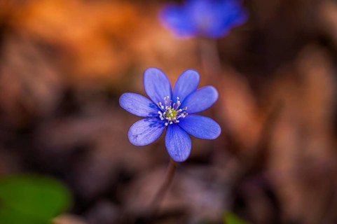 The flower of a liverwort (Hepatica nobilis) in spring in the forest, Jena, Thuringia, Germany,