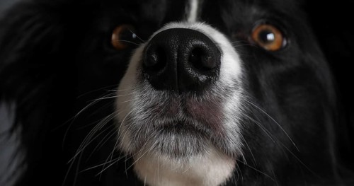 Border Collie Dog, Portrait of male, Close up of the Nose