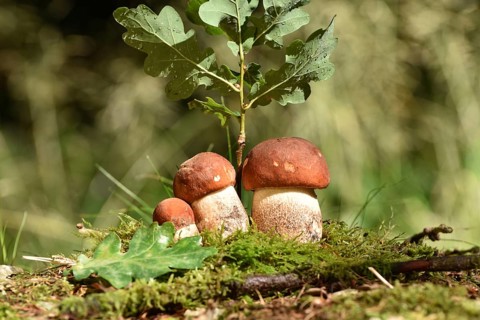 Edible mushrooms of the mushroom species deciduous forest red cap (Leccinum aurantiacum) in late