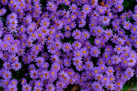 Astra Flowers, Alpine Aster (Aster Alpinus) Group