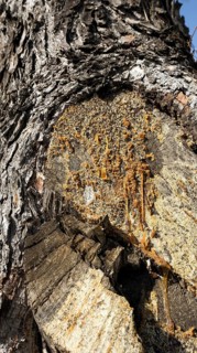 Resin oozes out of a tree trunk, Saranda, Albania, Europe