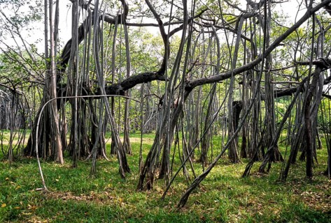 Huge Indian banyan (Ficus benghalensis) tree at Adyar in Chennai, Tamil Nadu, South India, India,