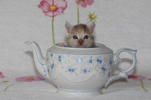Young domestic cat sitting in teapot