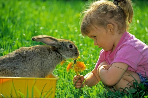 Girl with dandelion bouquet plays with rabbit