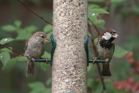 House sparrow (Passer domesticus) at the food place House sparrow at the food place