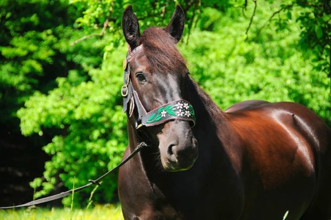 Noriker coldblood, mare, coldblood horse, black horse, traditional halter
