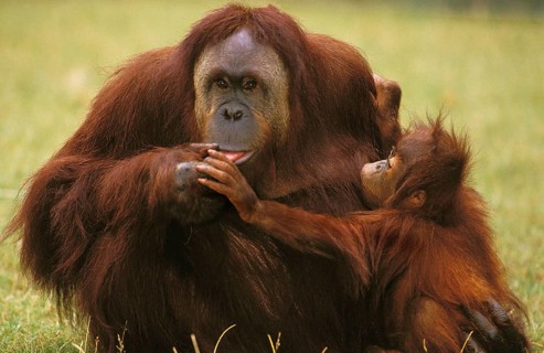 Orang bornean orangutan (Pongo pygmaeus), mother with young