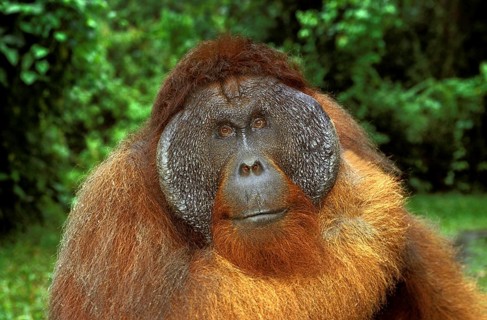 ORANG UTAN (pongo pygmaeus), PORTRAIT OF MALE