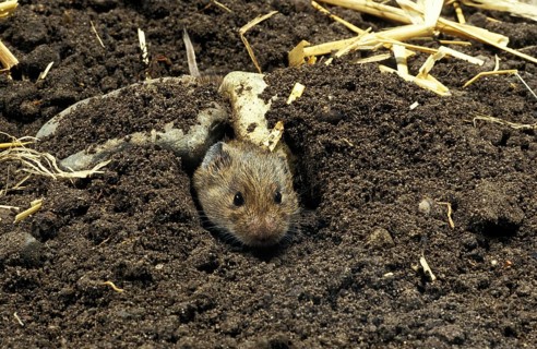 Common vole (microtus arvalis), head of an adult coming out of the tunnel