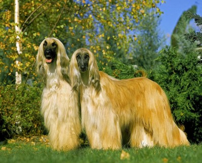 Afghan hound, dog standing on lawn