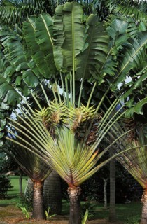 Traveller's palm (ravenala madagascariensis), Strelitzia family, TRAVELLER'S PALM TREE, HAWAII