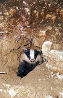 European Bedger (meles meles), Adult standing at Den Entrance
