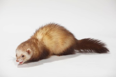 Ferret (Mustela putorius forma domestica)