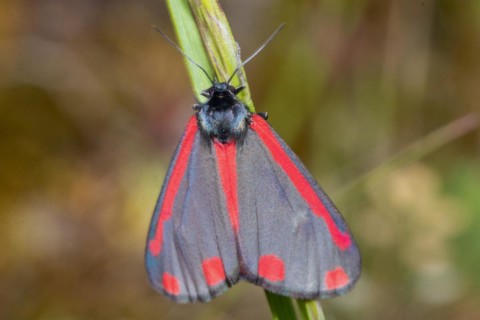Scabious bear, blood bear, crimson bear butterfly with closed wings hanging on green stalk from