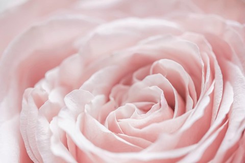 Abstract floral background, pink pale rose flower petals, soft focus. Macro flowers backdrop for