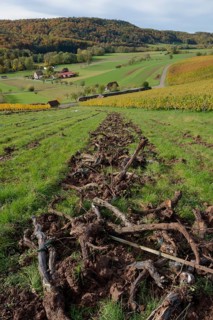 Working in the vineyard, Brettachtal, Brettach, Bretzfeld, Bretzfeld-Geddelsbach, Golden October,