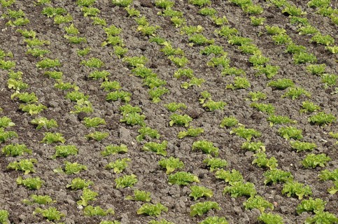 Garden with Batavia Salad (lactuca sativa)