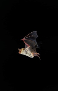 MOUSE-EARED BAT (myotis myotis), ADULT FLYING, FRANCE