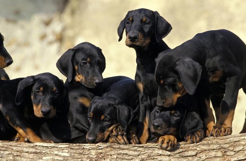 Dobermann Dog or Dobermann Pinscher, Puppies standing on Stack of Wood