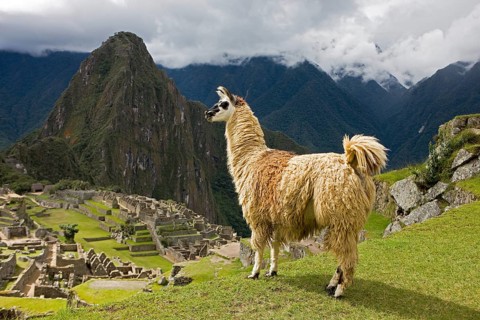 LLAMA (lama glama) AT MACHU PICCHU, THE LOST CITY OF INCAS, PERU