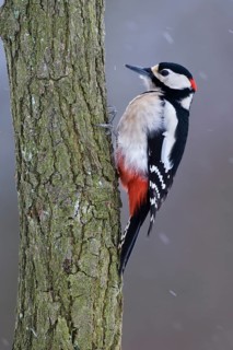Great spotted woodpecker (Dendrocopos major) Snowfall, blowing snow, Germany, Europe