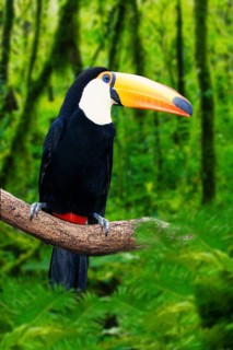 Toco toucan (Ramphastos toco)