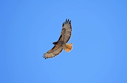 Red-tailed Hawk (Buteo jamaicensis), Yellowstone national park, Wyoming, USA, North America