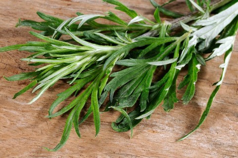 Mugwort or Common wormwood (Artemisia vulgaris)