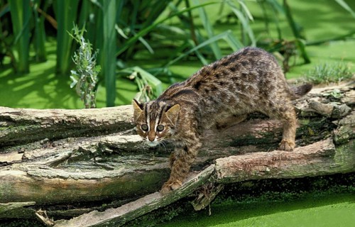 Leopard Cat (prionailurus bengalensis), Adult fishing in Swamp