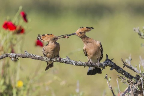 Hoopoe (Upupa epops), Spain, Europe