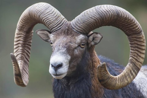 Mouflon (Ovis orientalis)
