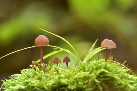Group of bonnets (Mycena) on moss cushion in autumn forest, Hunsrück, Rhineland-Palatinate,
