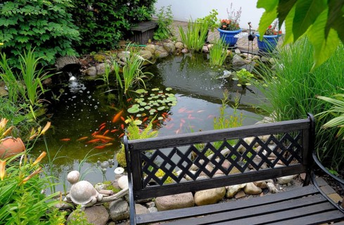 Garden pond with goldfish