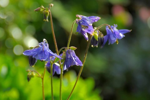 Columbine blue flowering in the garden, european columbine (Aquilegia vulgaris) Rose garden in