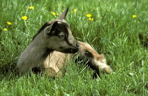 Alpine Chamoisee domestic goat, a French breed, goatling lying on grass