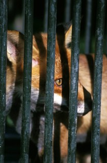 Red fox (vulpes vulpes), adult in cage