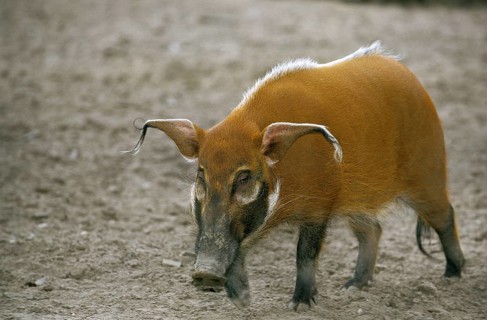 Red red river hog (potamochoerus porcus), adult