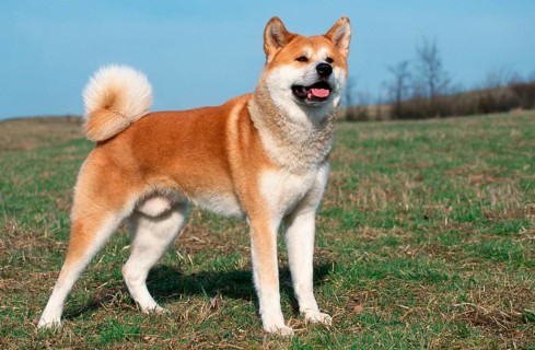 Akita Inu, male