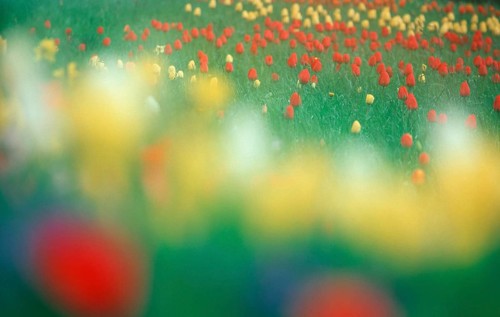 Tulips, flowers, blooming ing, colourful, multicoloured, spring, abstract, soft, blurred, out of