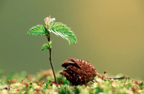European hornbeam (Carpinus betulus), seedling and beechnuts