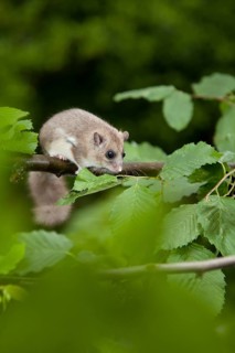 Edible dormouse (Glis glis) Rhineland-Palatinate, Germany, Europe