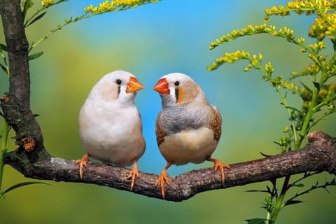 Zebra Finches (Taeniopygia guttata), cheeked, pair