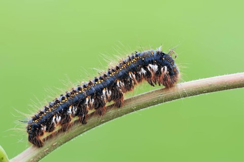 Drinker (Philudoria potatoria), caterpillar, North Rhine-Westphalia, drinker, lateral, Germany,