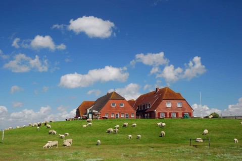 Hallig Nordstrandischmoor, North Frisia, Schleswig-Holstein, Germany, Europe