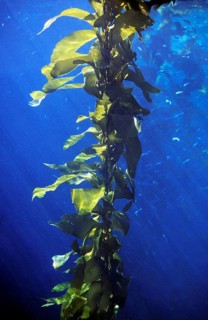 GIANT KELP (macrocystis pyrifera), California, USA, North America
