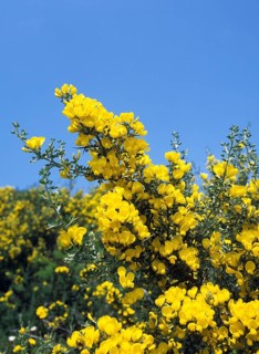 Sarothamnus scoparius, broom, broompriem, bram, broom, butterfly, BROOM cytisus scoparius, CORSICA