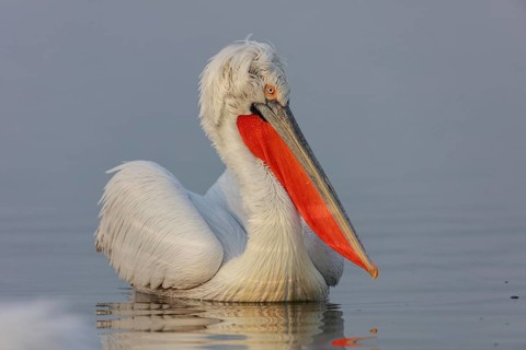 Dalmatian pelican (Pelecanus crispus), Lake Kerkini, Greece, Europe