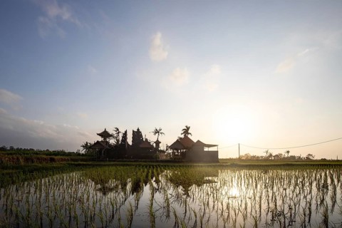 Great fresh rice terraces with water in the morning. View over fish green to a Hindu temple in the